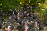 Pasture-Raised KellyBronze - Fresh